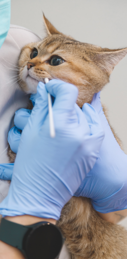 Otoscopy and Ophthalmoscopy