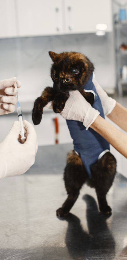 Otoscopy and Ophthalmoscopy