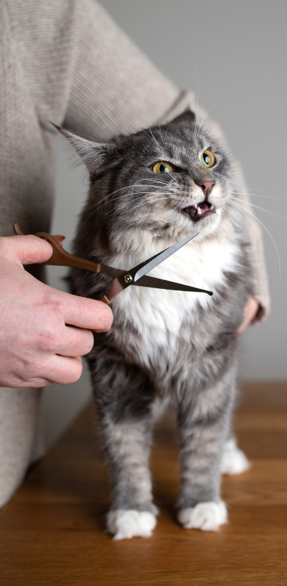 Pet Grooming and Spa